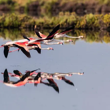 Capri Апартаменты Розолина-Маре