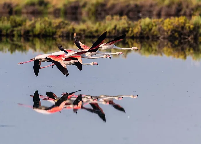 卡普里公寓 公寓 罗索利纳马雷